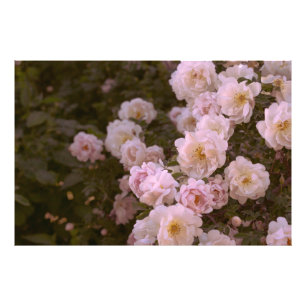 Foto Rosas rosados románticos