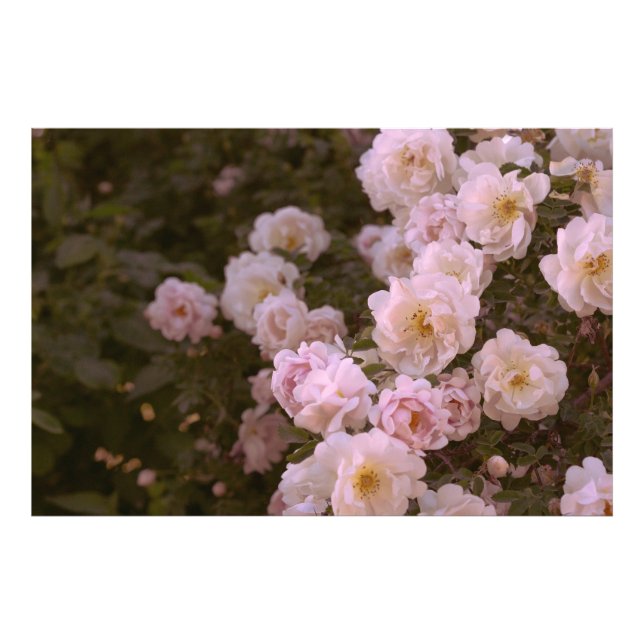 Foto Rosas rosados románticos (Frente)