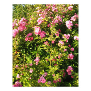 Foto Rosas rosas rosas en flor