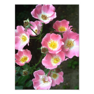 Foto Rosas salvajes florecientes en el jardín secreto