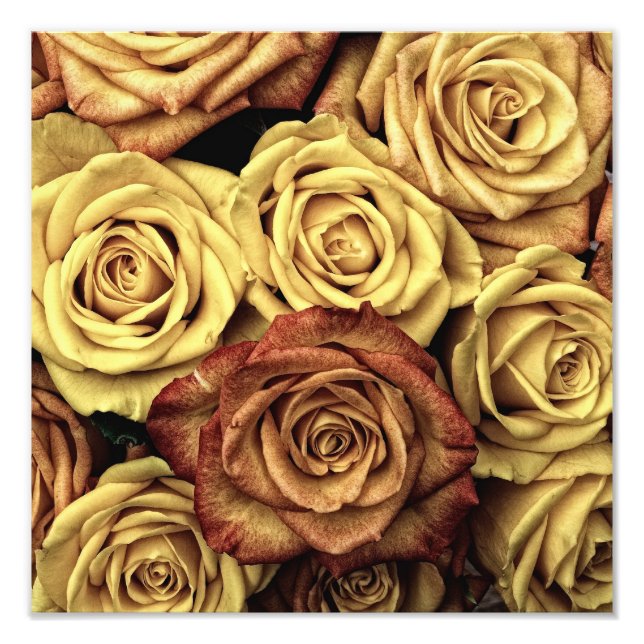 Foto Rosas Vintage (Frente)