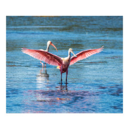 Foto Roseate Spoonbill 48 x 40 Kodak Pro Photo