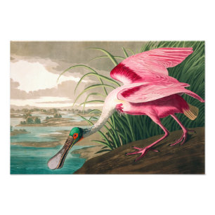 Foto Roseate Spoonbill de John James Audubon