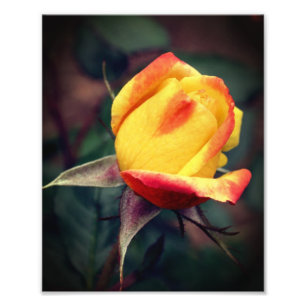 Foto Rosebud amarillo con luces rojas 8x10