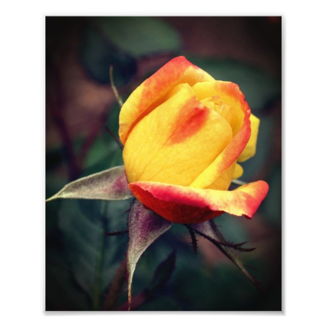 Foto Rosebud amarillo con luces rojas 8x10 (Frente)