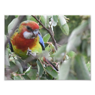 Foto Rosella oriental comiendo alegremente