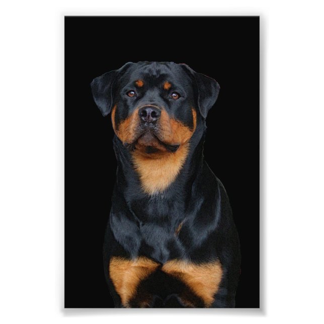 Foto Rottweiler   (Frente)