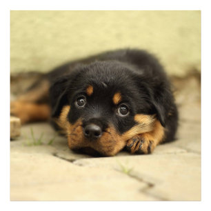 Foto Rottweiler20150901