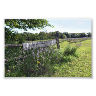 Foto Rótulo de campo de lavanda