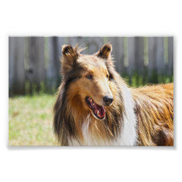 Foto Rough Coat Tricolor Collie Dog