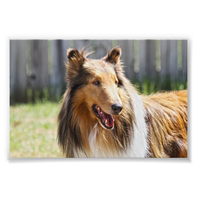 Foto Rough Coat Tricolor Collie Dog (Frente)