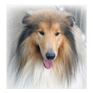 Foto Rough Collie Portrait