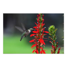 Foto Ruby Throed Hummingbird