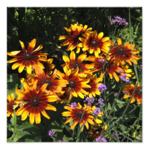 Rudbeckia de 12"x12"