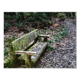 Foto Ruta de la Naturaleza Mossy Bench en el Parque Nac