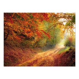 Foto Ruta del bosque otoñal