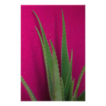 Sábila rosa - Arte - Aloe Vera contra rosa