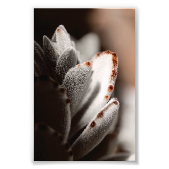 Foto Sage Green Succulum Con Tips Marrones (Frente)