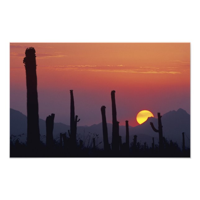 Foto Saguaro Cactus Carnegiea gigantea), Sunset, (Frente)