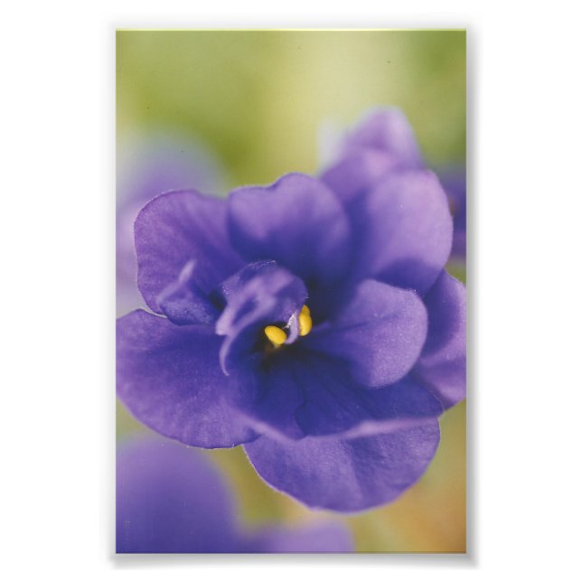 Foto Saintpaulia violeta azul africana (Frente)