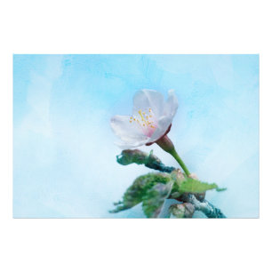 Foto Sakura - Florecimiento de cerezo japonés