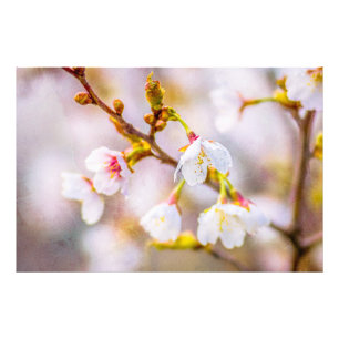 Foto Sakura - Florecimiento de cerezo japonés