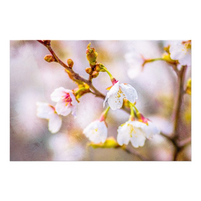 Foto Sakura - Florecimiento de cerezo japonés (Frente)