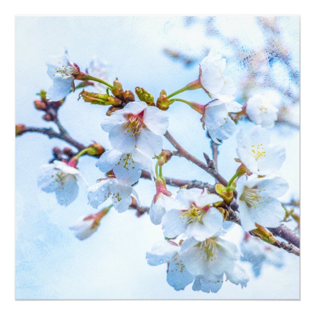 Foto Sakura - Florecimiento de cerezo japonés (Frente)