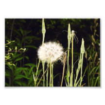 Salsify (Diente de León) Contra Sombras