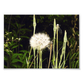 Foto Salsify (Diente de León) Contra Sombras