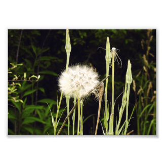 Foto Salsify (Diente de León) Contra Sombras