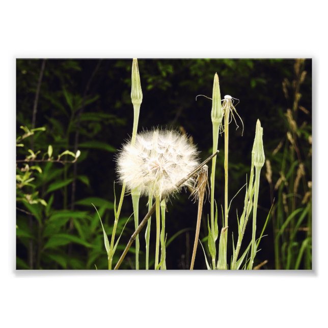 Foto Salsify (Diente de León) Contra Sombras (Frente)