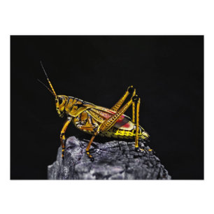 Foto Saltamontes Lubber del Sureste.