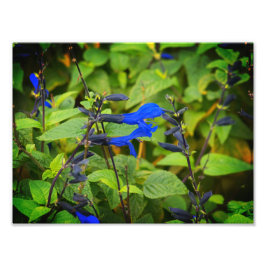 Foto Salvia guaranitica las flores negro y azul