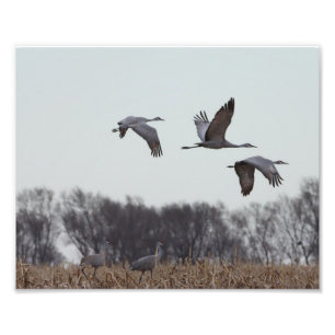 Foto Sandhill Crane En Vuelo