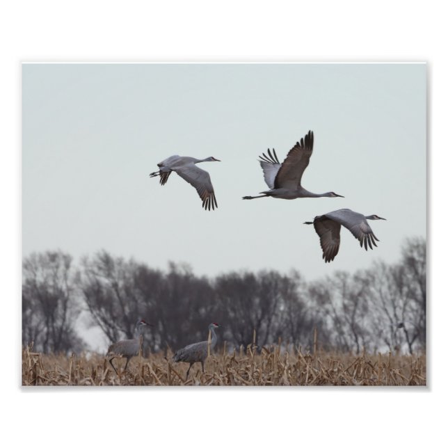 Foto Sandhill Crane En Vuelo (Frente)