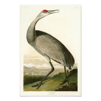 Foto Sandhill Crane John James Audubon Birds of America