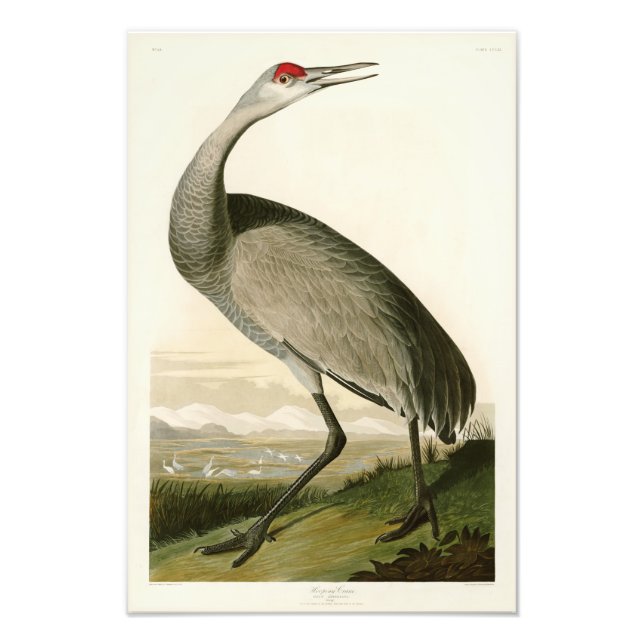 Foto Sandhill Crane John James Audubon Birds of America (Frente)