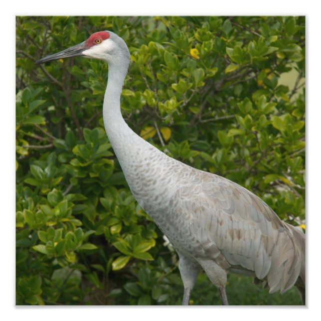 Foto Sandhill Crane Photo (Frente)