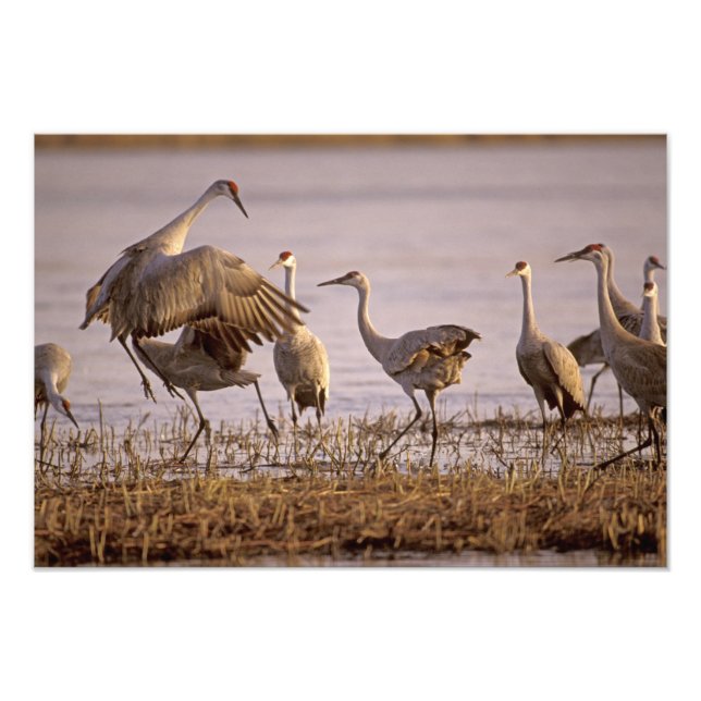 Foto Sandhill Cranes Grus canadensis) Platte (Frente)