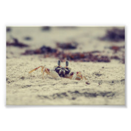 Foto Sandy Crabs