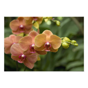 Foto Sánscrito de Singapur para Ciudad León). Naciona