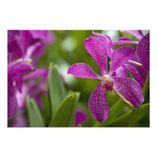 Foto Sánscrito de Singapur para Ciudad León). Naciona