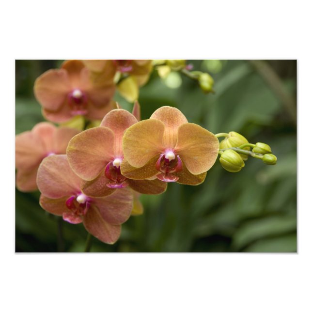 Foto Sánscrito de Singapur para Ciudad León). Nacional  (Frente)