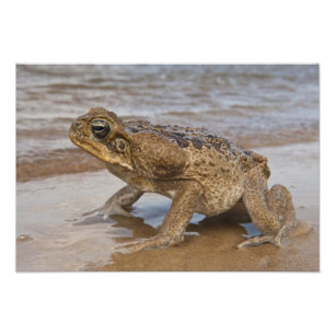Foto Sapo de Caña Rhinella marina, previamente Bufo
