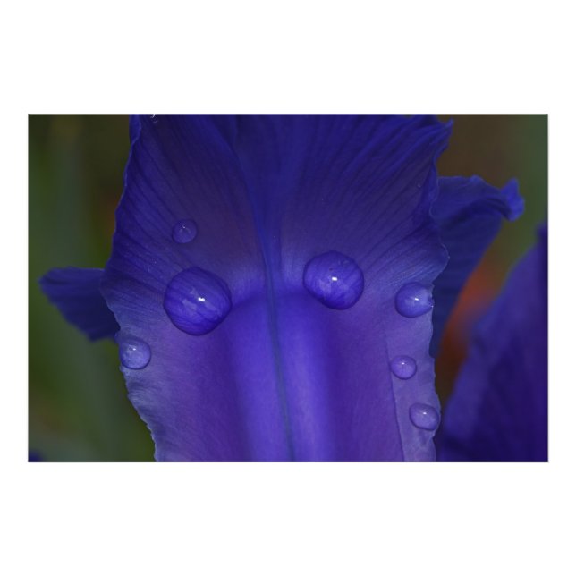 Foto Sapphire Serenity  (Frente)