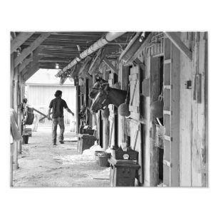 Foto Saratoga Shedrow en el asilo del caballo