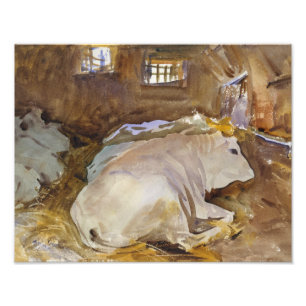 Foto Sargento John Singer - Oxen