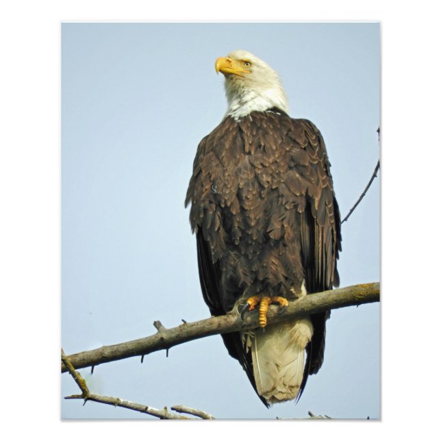 Foto satina de águila de 16x20 (Frente)