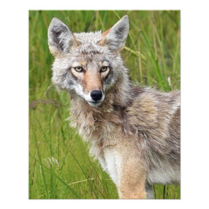 Foto satina de coyote de 16x20